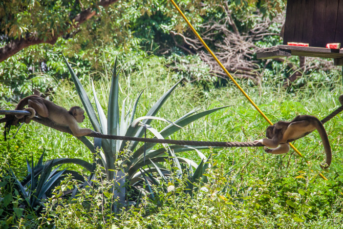 2 Monkeys Crossing a rope